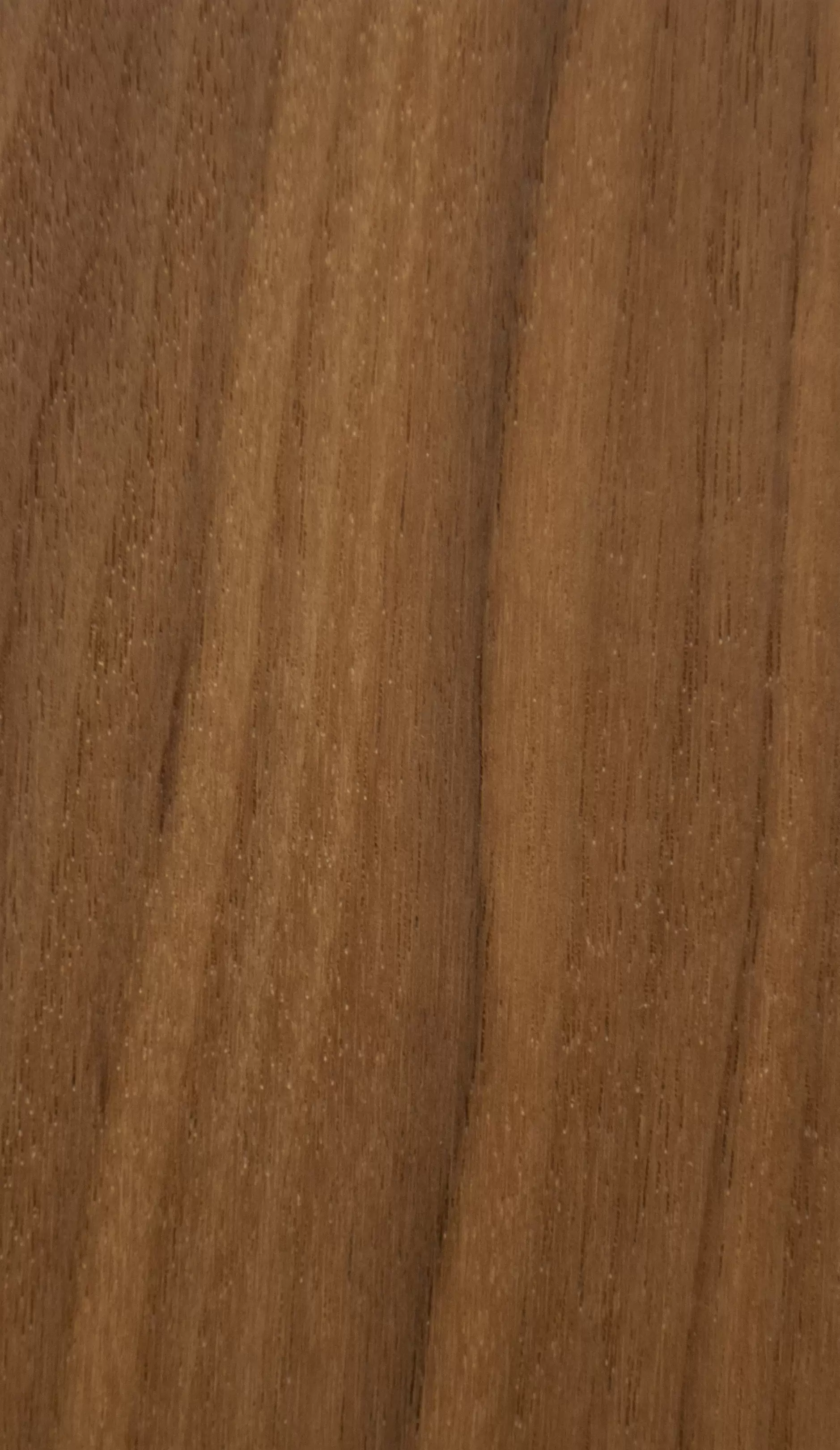 Американский орех